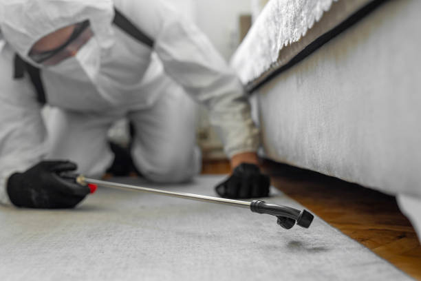 Professional Bed Bug Control technician working in Steep Falls, ME
